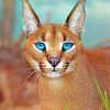 Caracal Blue Eyes paint by numbers