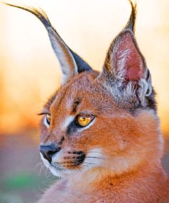 Caracal Cat paint by numbers