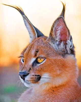 Caracal Cat paint by numbers