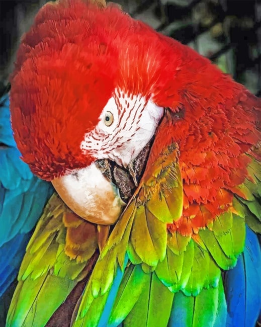 Close Up Parrot paint By Numbers