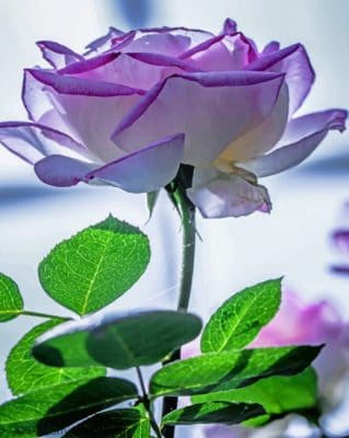 Close Up Rose paint By Numbers