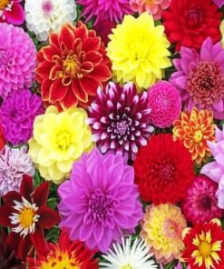 Collection Of Dahlias paint By Numbers