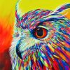 Colorful Owl paint By Numbers