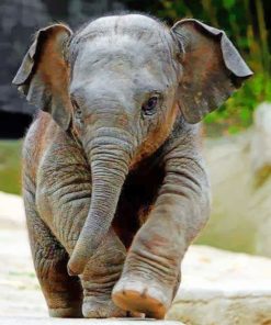 Cute Baby Elephant paint By Numbers