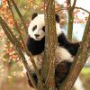 Cute Panda In a Tree paint By Numbers