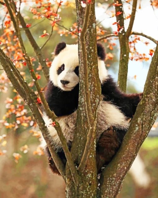 Cute Panda In a Tree paint By Numbers