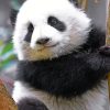 Cute Panda On Tree paint By Numbers