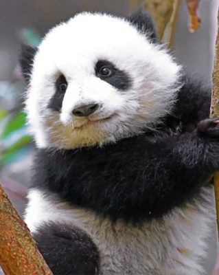 Cute Panda On Tree paint By Numbers