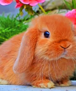 Cute Rabbit paint By Numbers