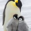 Emperor Penguin With Babies paint By Numbers