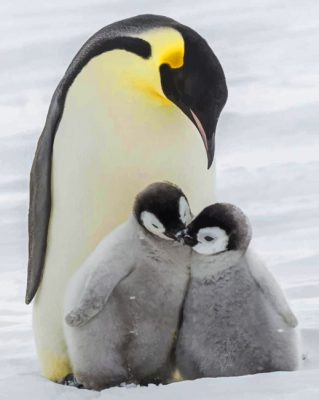 Emperor Penguin With Babies paint By Numbers