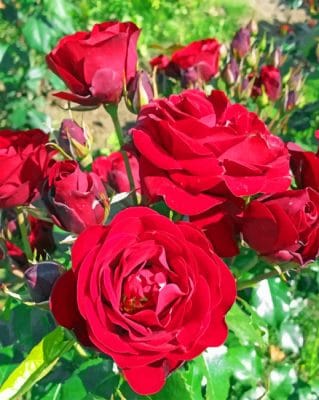 Garden Roses paint By Numbers