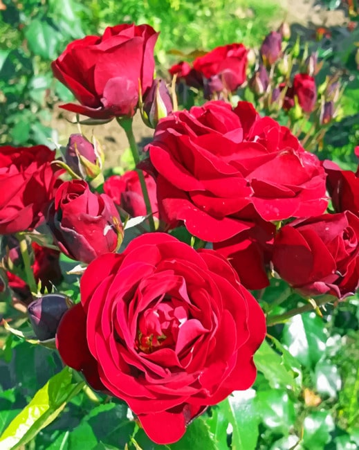 Garden Roses paint By Numbers