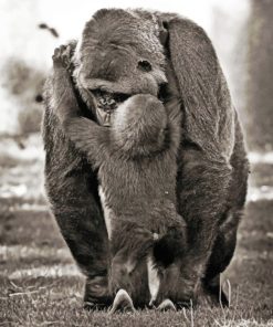 Gorilla Hugging Baby paint by Numbers