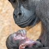 Gorilla Mother And Newborn Baby paint By Numbers