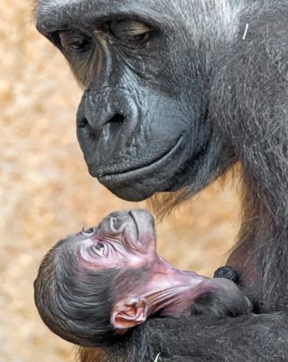 Gorilla Mother And Newborn Baby paint By Numbers