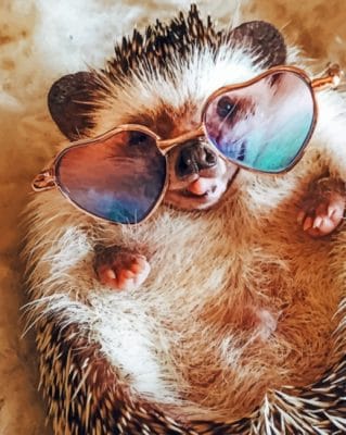 Hedgehog With Sunglasses Paint By Numbers