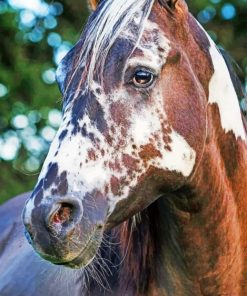 Horse With Beautiful Markings paint By Numbers