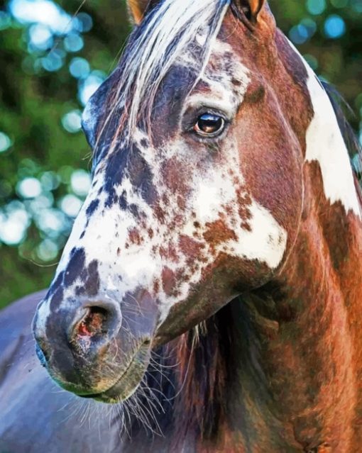 Horse With Beautiful Markings paint By Numbers