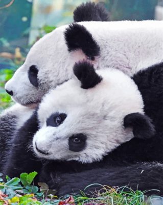 Panda Bears paint by Numbers