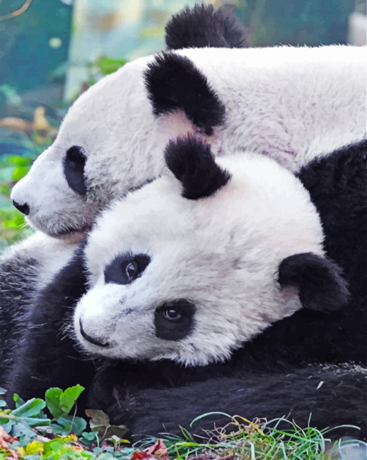 Panda Bears paint by Numbers