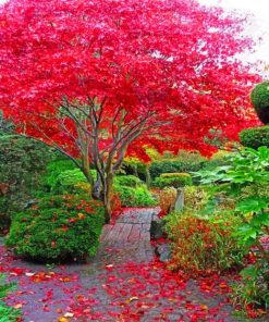 Japanese Maple Tree In Garden paint By Numbers