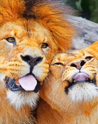 Lion And Lioness paint by Numbers