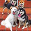 Northern Breed Group paint By Numbers