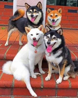 Northern Breed Group paint By Numbers