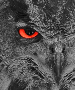 Owl With Red Eye paint by Numbers