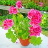 Pelargonium Flowers paint By numbers