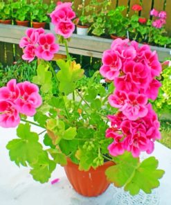 Pelargonium Flowers paint By numbers