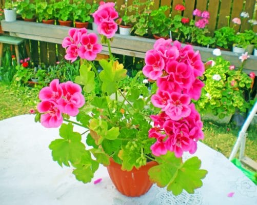 Pelargonium Flowers paint By numbers