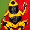 Poison Dart Frog paint By Number