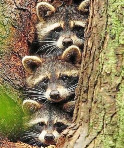 Raccoons In A tree Hole paint By Numbers