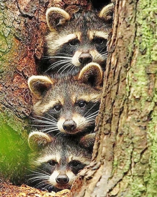 Raccoons In A tree Hole paint By Numbers
