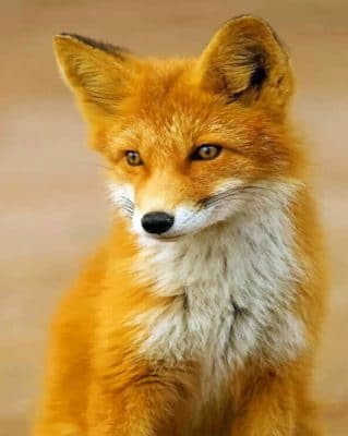 Red Fox paint By Numbers