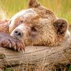 Sleepy Bear paint By numbers