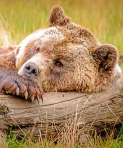 Sleepy Bear paint By numbers