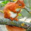 Squirrel paint By Numbers