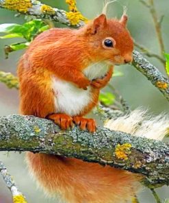 Squirrel paint By Numbers