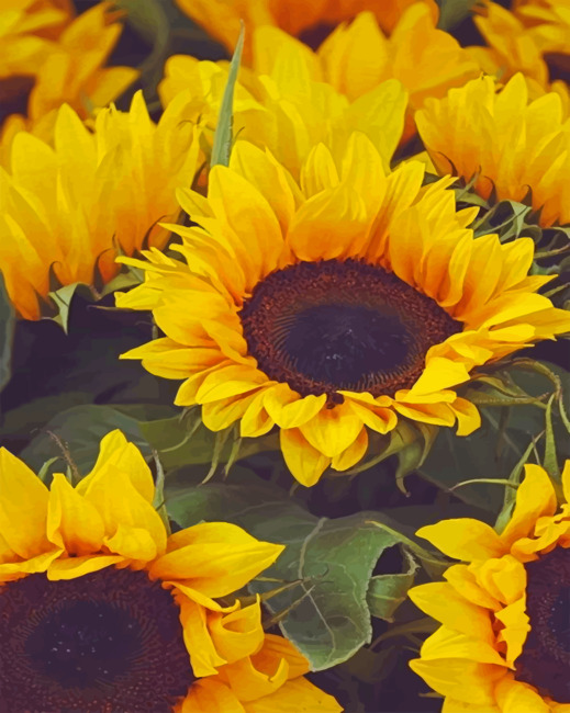 Sunflowers paint By Numbers