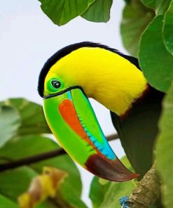 Toucan Bird Paint By Numbers