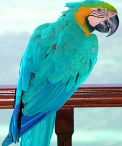 Turquoise Macaw paint By Numbers