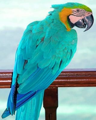 Turquoise Macaw paint By Numbers