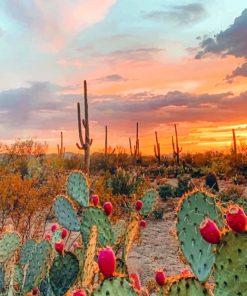 Aesthetic Desert paint By Numbers