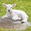 Aesthetic Baby Lamb paint by numbers