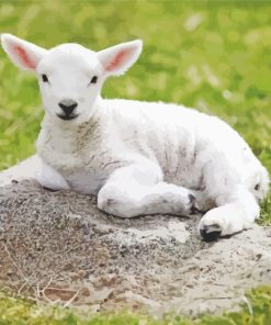 Aesthetic Baby Lamb paint by numbers