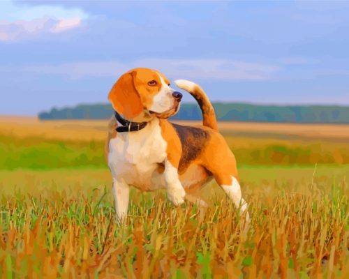 Beagle Dog paint by numbers