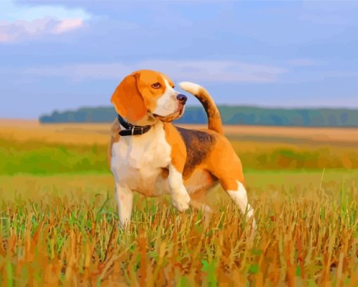 Beagle Dog paint by numbers